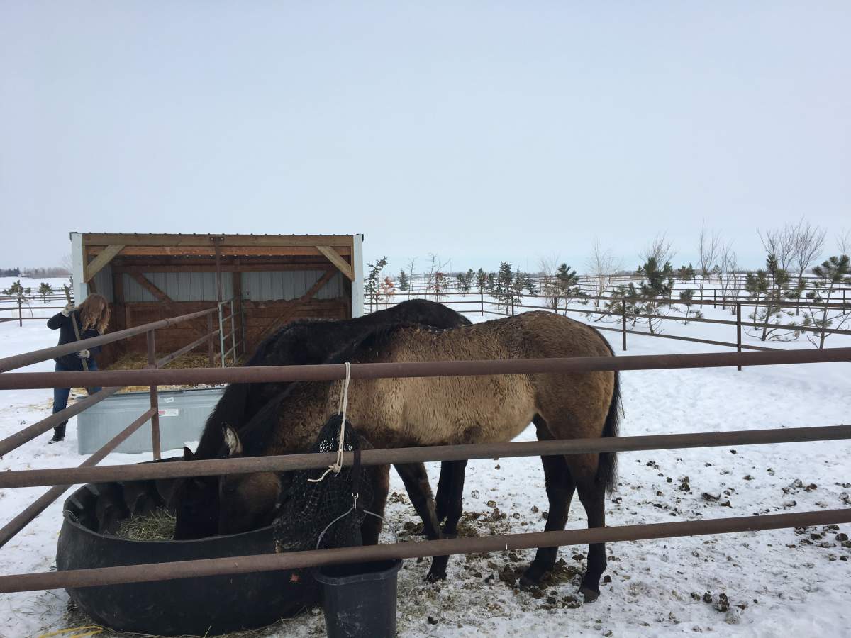 Owner of JM Equestrian, Morgen Langner, tends to horses