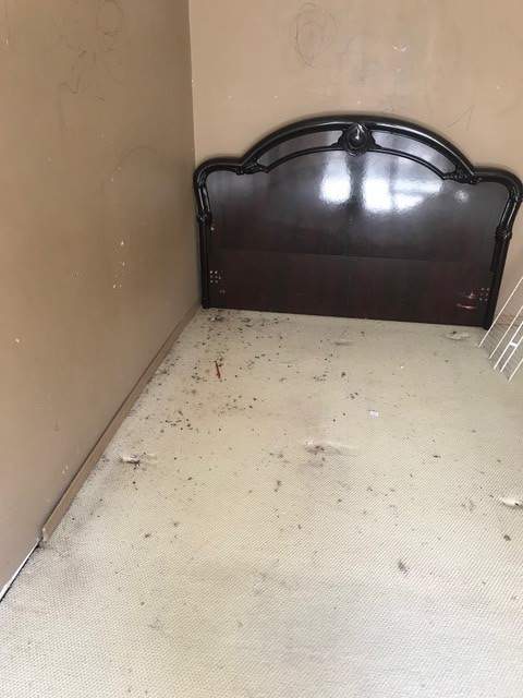 Like a ‘horror movie’: $1,600 B.C. rental packed with mould, rat poop, says man - image