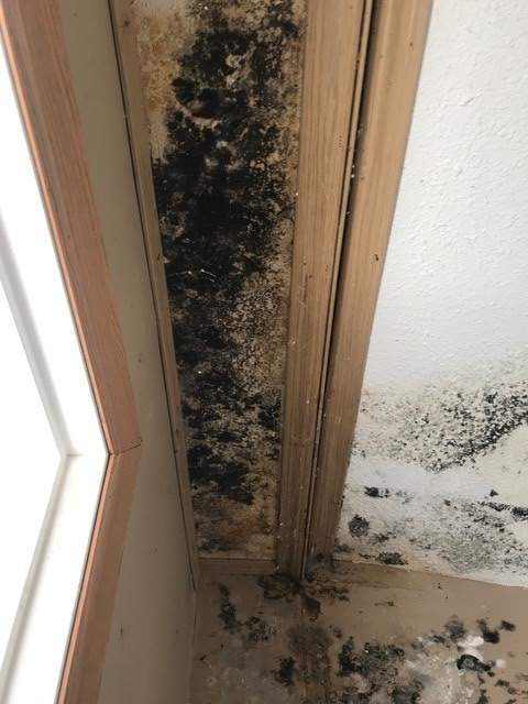 Like a ‘horror movie’: $1,600 B.C. rental packed with mould, rat poop, says man - image