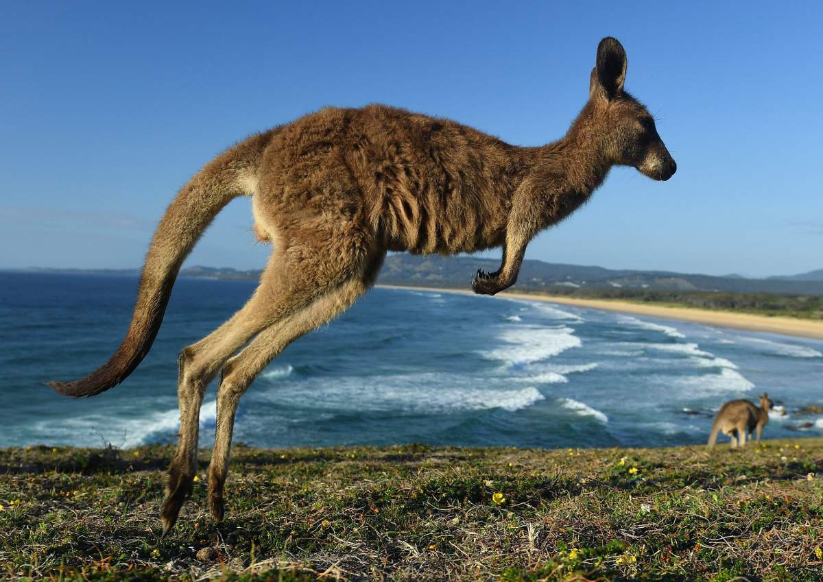 An eastern grey kangaroo jumps at sunrise on Look At Me Now Headland on Emerald Beach north of Coffs Harbour, New South Wales, Australia, 28 October 2017.  