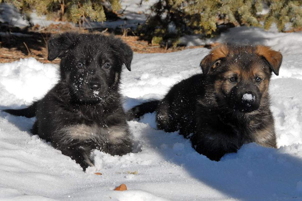 Lazer and Luke, two of the puppies born at the Police Dog Services Training Centre this year.