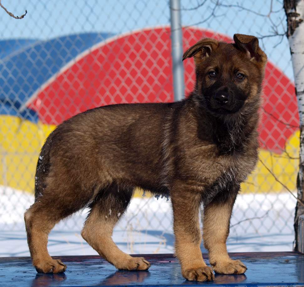 Link, one of the puppies born at the Police Dog Services Training Centre this year.