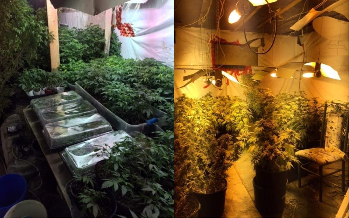 A Shediac, N.B. man was arrested following the seizure of nearly 500 marijuana plants.