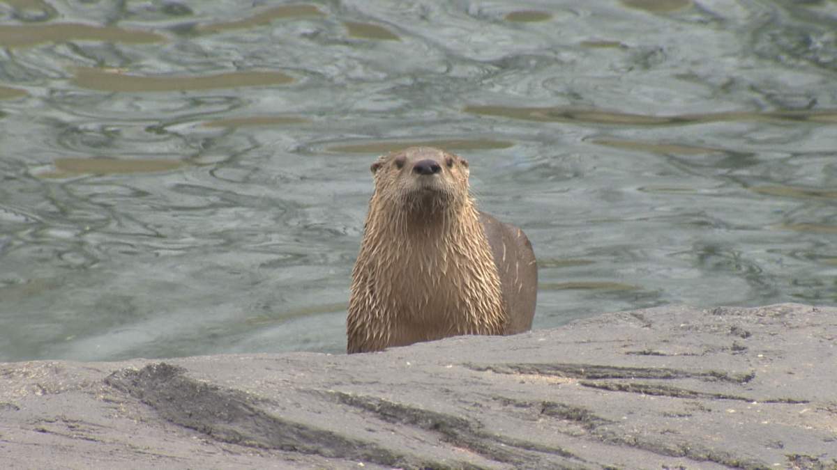 River Otter frolics in his enclosure.