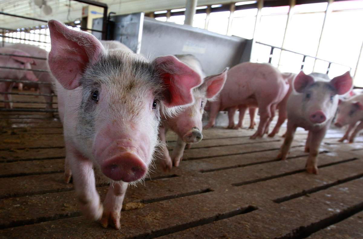 Police say the stolen pigs weigh around 300 pounds each.