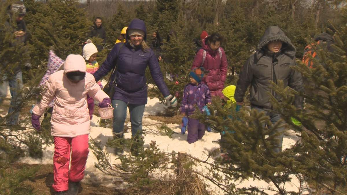 Families on the hunt for brightly-coloured eggs among the trees.