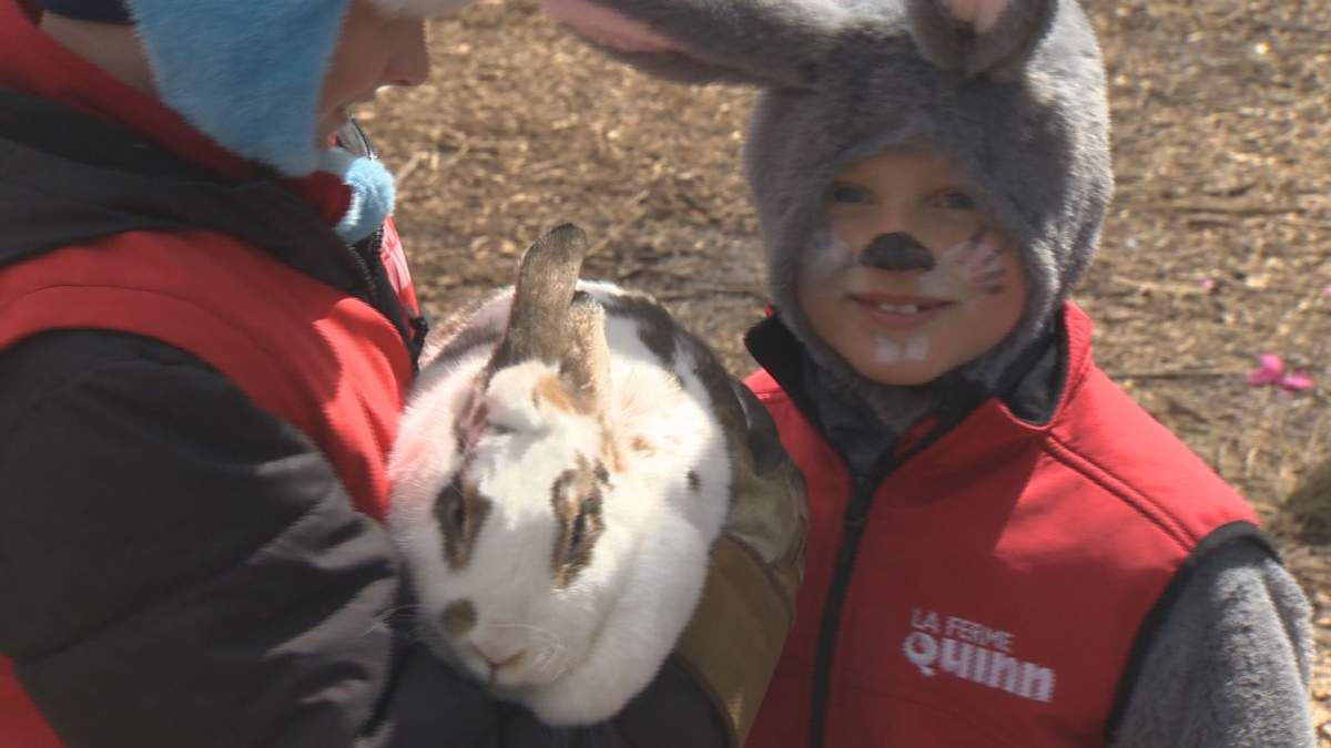 Alex Quinn shows off Snuggles the rabbit to visitors.