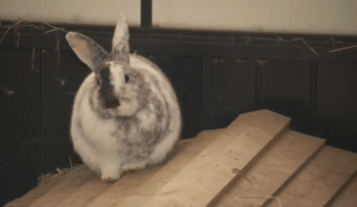 A rabbit at the City of Richmond Animal Shelter.
