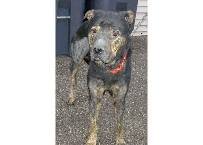 Bear after he was found in April 2018.