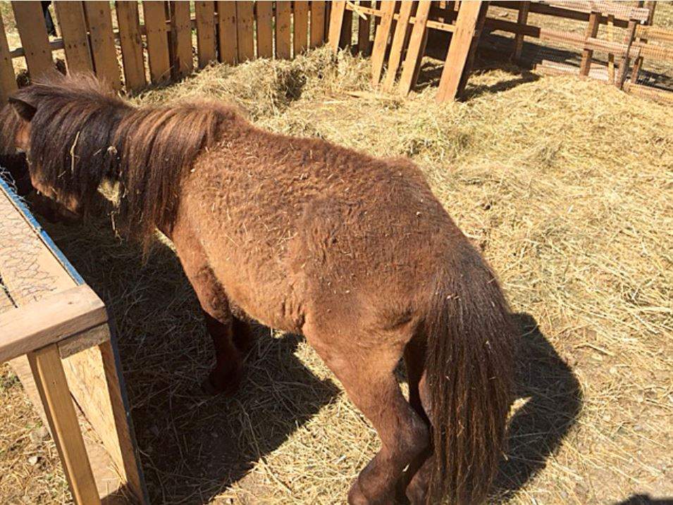One of the animals allegedly neglected at a zoo in Revelstoke.