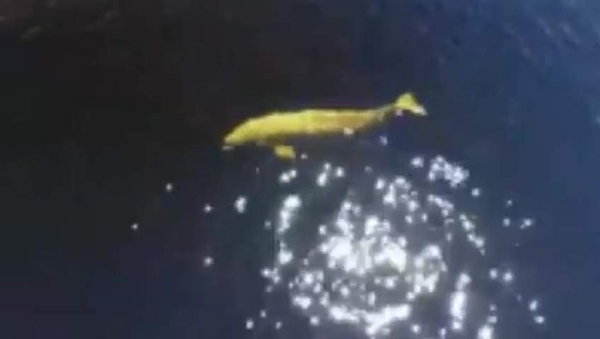 FILE - The Marine Animal Response Society is reminding people not to interact with beluga whales that are spotted in the Maritime region. 