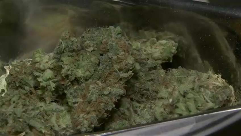 Why marijuana is making people vomit violently, ending up at Saskatoon ERs - image