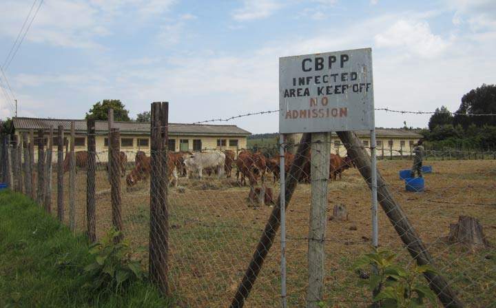 VIDO-InterVac is a part of an international partnership that has developed a new vaccine to protect cattle against a bacterial disease.