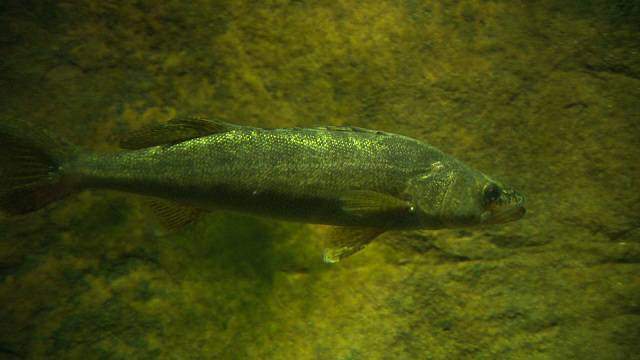 The restrictions will last until the spawning season ends later this spring.