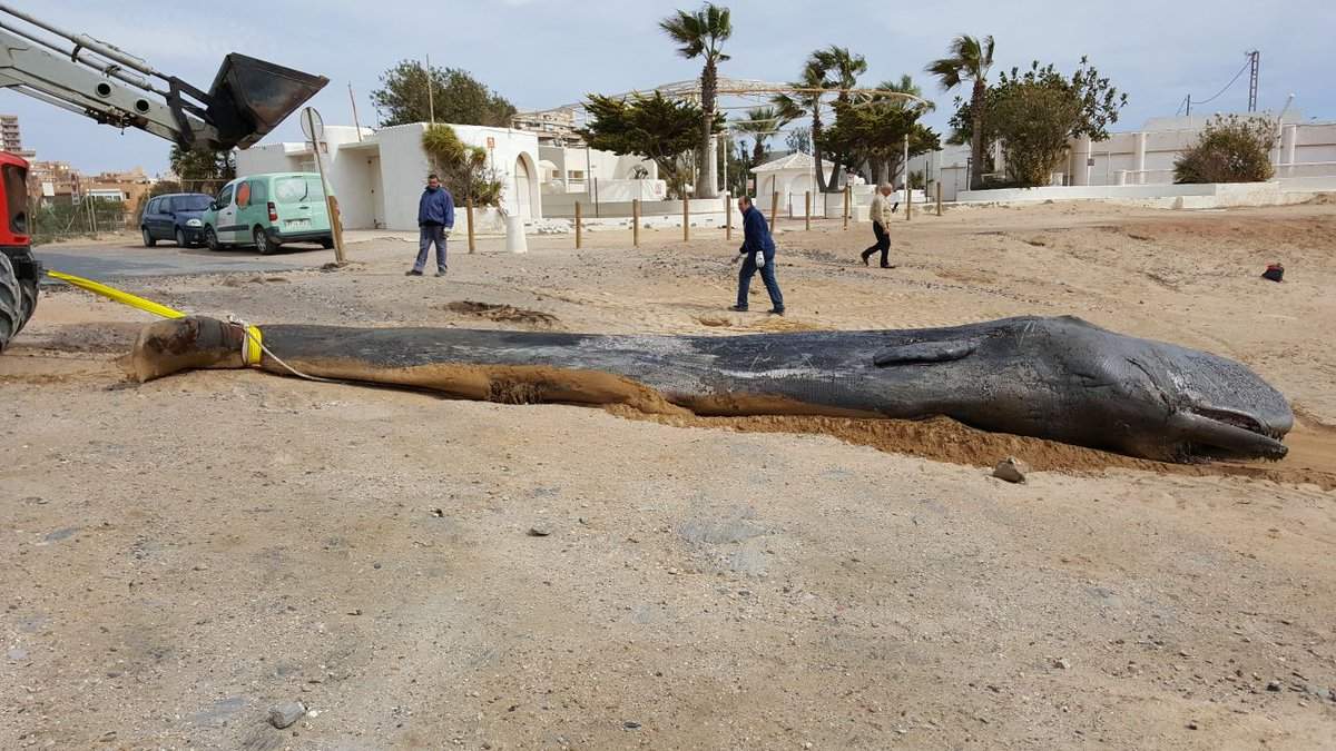 A sperm whale that washed up dead on a beach at Cabo de Palos, Spain, earlier this year was severely malnourished.