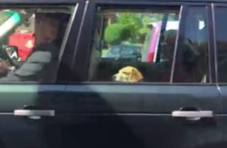 "Pray tell me, sir, whose dog are you?".