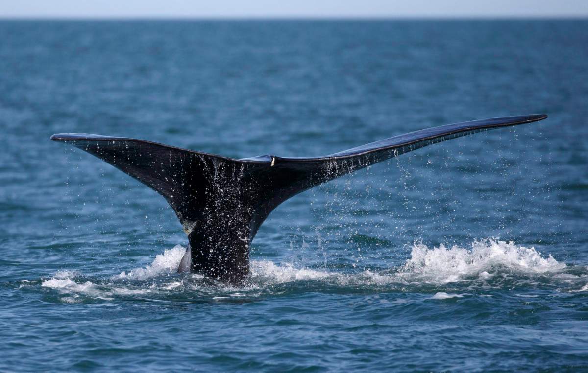 In this Wednesday March 28, 2018 photo, a North Atlantic right whale feeds on the surface of Cape Cod bay off the coast of Plymouth, Mass. 