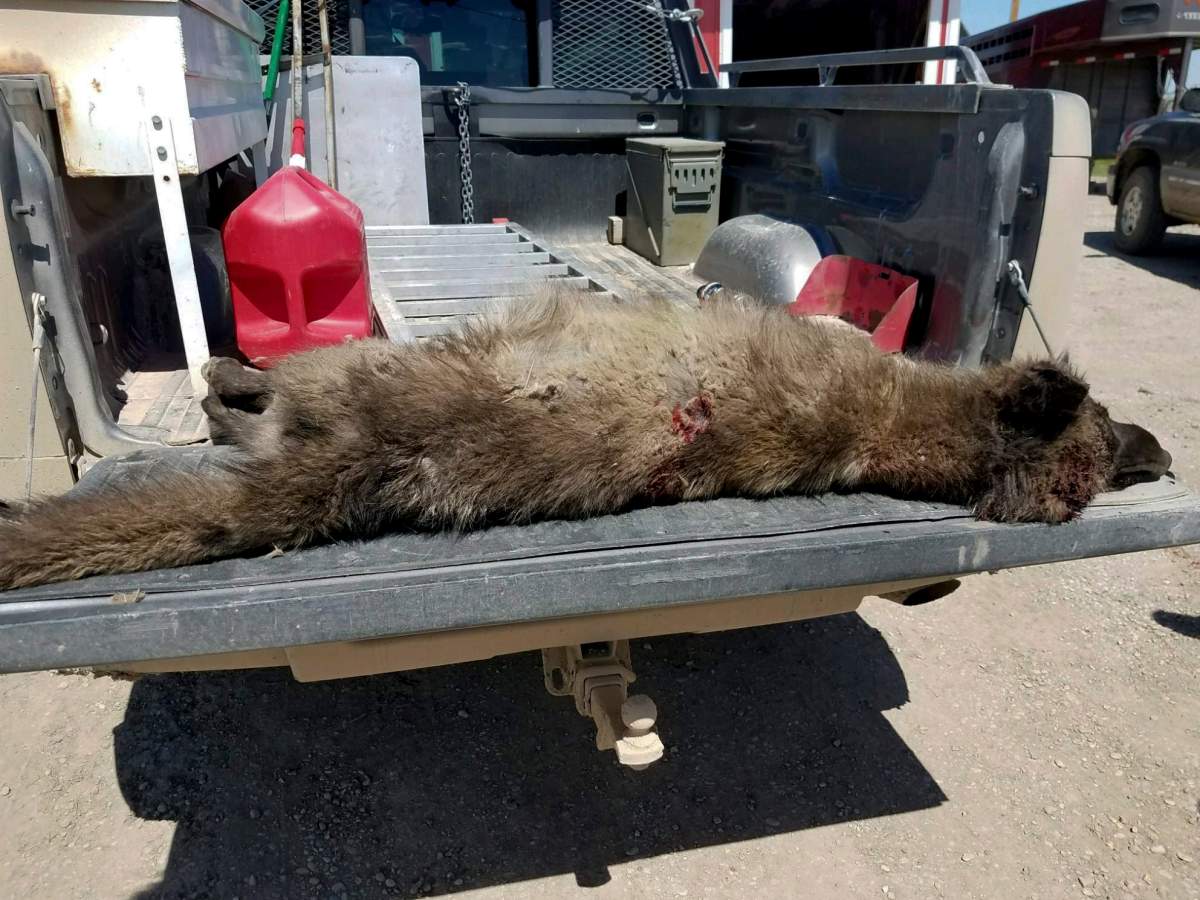 This undated photo provided by the Montana Fish, Wildlife and Parks on Friday, May 25, 2018, shows a wolf-like animal that was shot on May 16, 2018, after it was spotted in a private pasture with livestock near Denton, Mont.