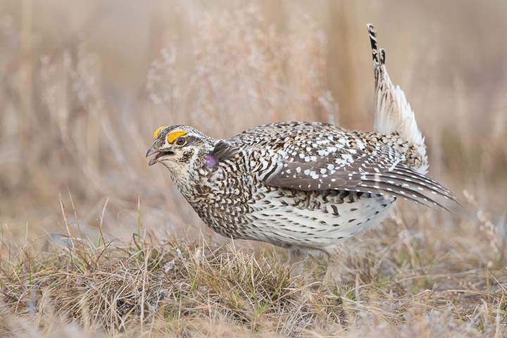 The May 7 Your Saskatchewan photo of a sharp-tailed grouse doing its spring mating ritual dance was taken by Hamilton Greenwood near Prince Albert.
