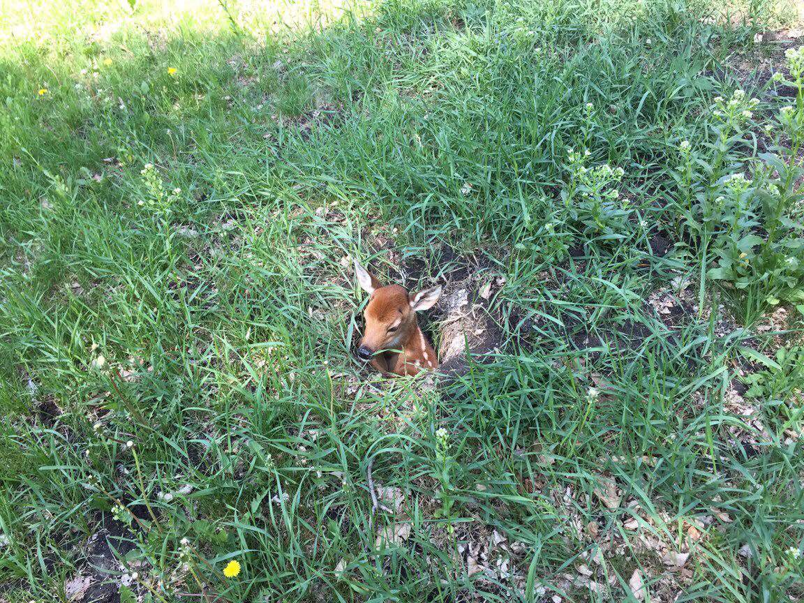 A fawn found stuck in a hole outside St. Amant Centre has neighbours concerned.