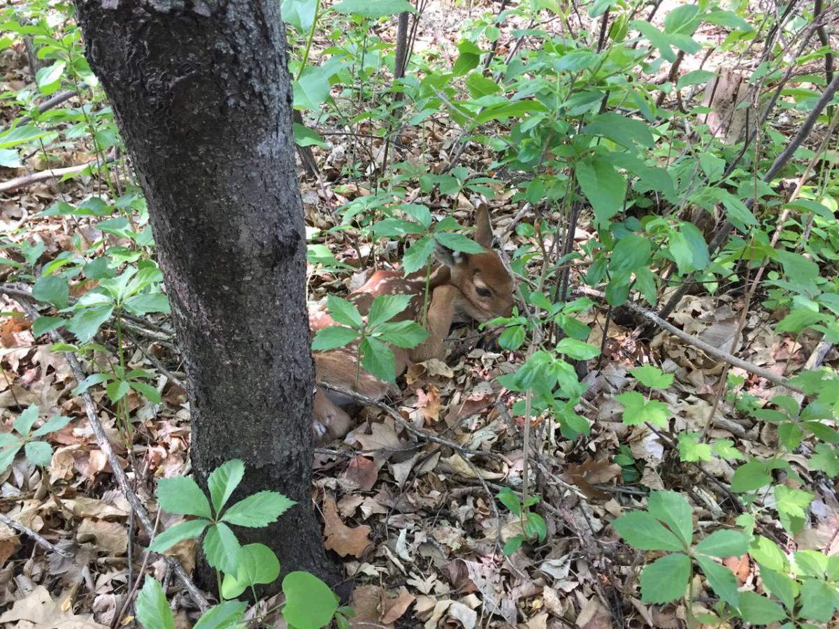 Wildlife in the city – what to do if you find an ‘abandoned’ animal - image