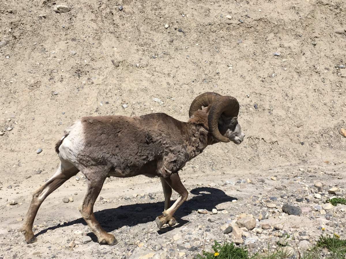 When you’re driving around Alberta, get your camera ready. There’s wildlife around every bland corner.