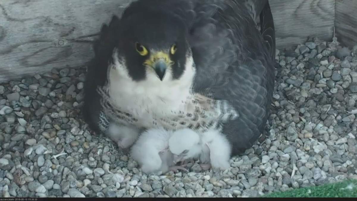 Baby falcons and their mother at the University of Montreal. May 16, 2018.