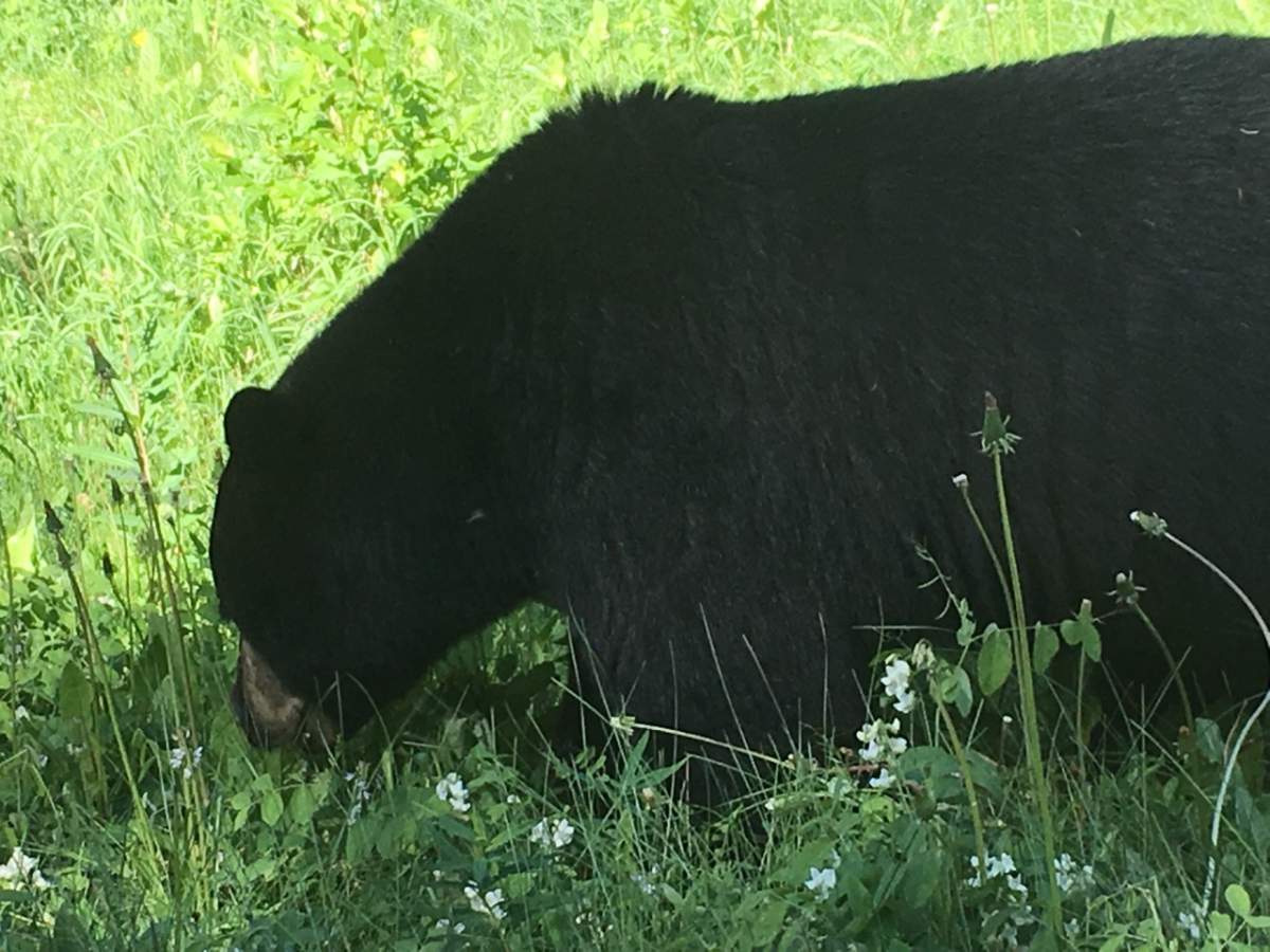 You have to "bear" with the animals at Johnston Canyon – the perfect place for Prince Harry and Meghan Markle to hike. 