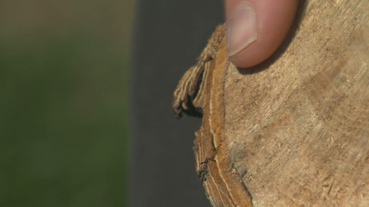 Russell Eirich, Regina's manager of forestry, pest control and horitculture shows Global's camera crew an example of Dutch elm disease fungus.