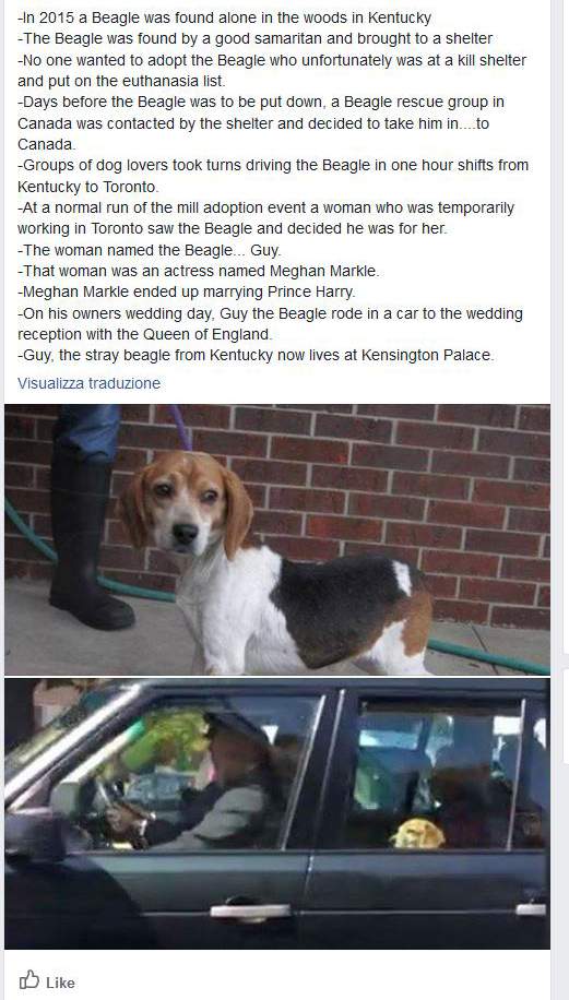 Now-royal dog’s fairy-tale transition was real enough, but some added invented details - image