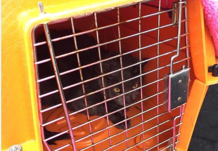 One of the cats rescued from the flood waters in New Brunswick. Animal protection officers with the NB SPCA had to reach the cat by boat. 
