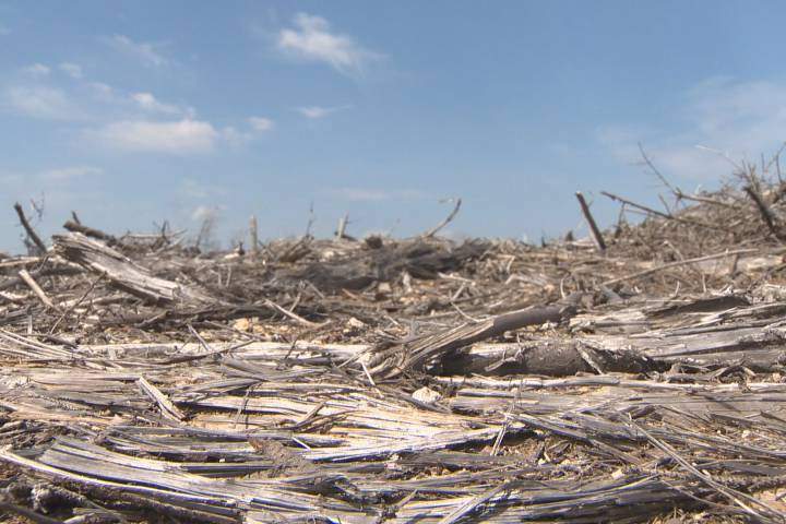 Report finding old-forest cut indicates need for reform in Nova Scotia: critic - image