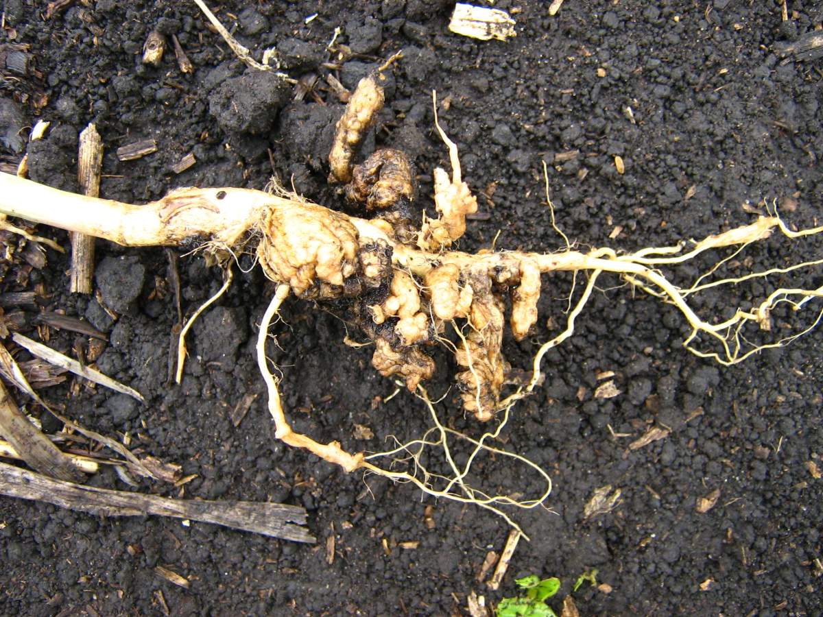 Clubroot is a declared pest in Saskatchewan and was first detected in the province in 2008.