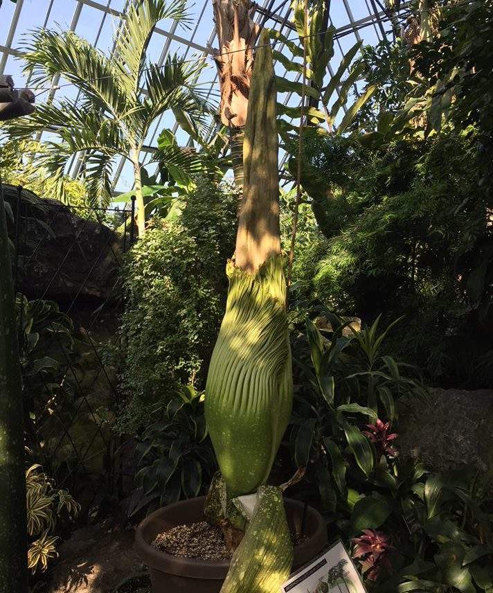 Putrella, the infamous stinky Amorphophallus titanum, or “corpse flower,” has a younger cousin that is about to make its debut at Edmonton’s Muttart Conservatory.