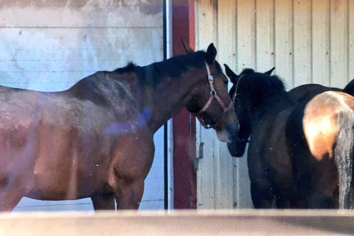 The Halifax Junior Bengal Lancers were forced to place its horses in quarantine after a few of the animals contracted the highly-contagious respiratory infection known as strangles. 