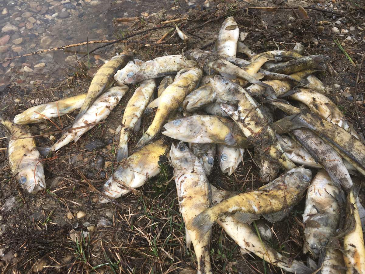 Thousands of dead fish line the shores along Crimson Lake following a long cold winter that depleted the lake\’s oxygen levels.