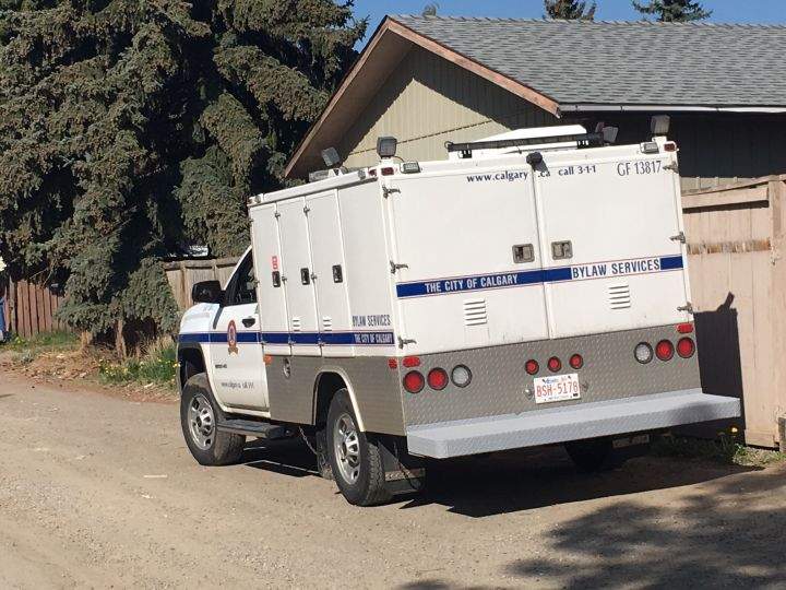 Woman in hospital after being bitten by dog in Calgary - image