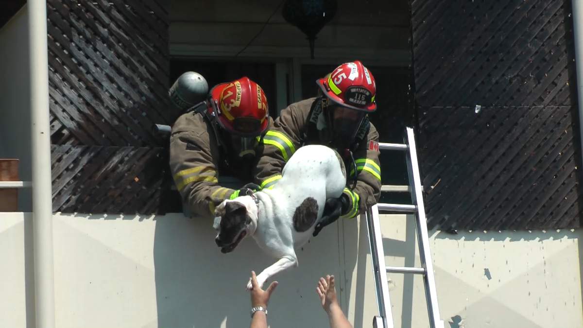 Several pets including this dog were rescued from the apartment building.