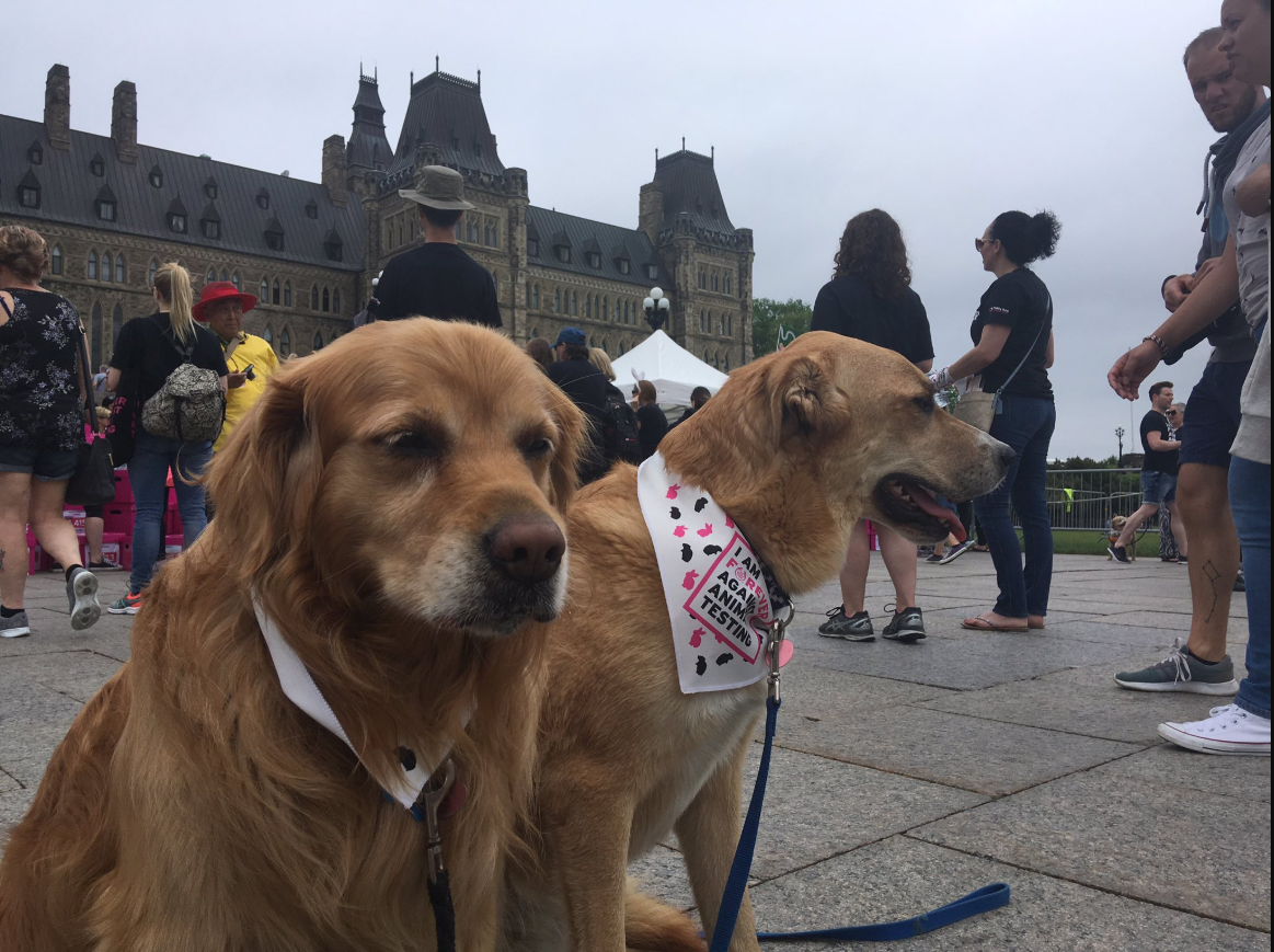 Animal rights advocates gathered alongside parliamentarians on Centre Block on Monday to demand an end to the testing of cosmetics on animals.