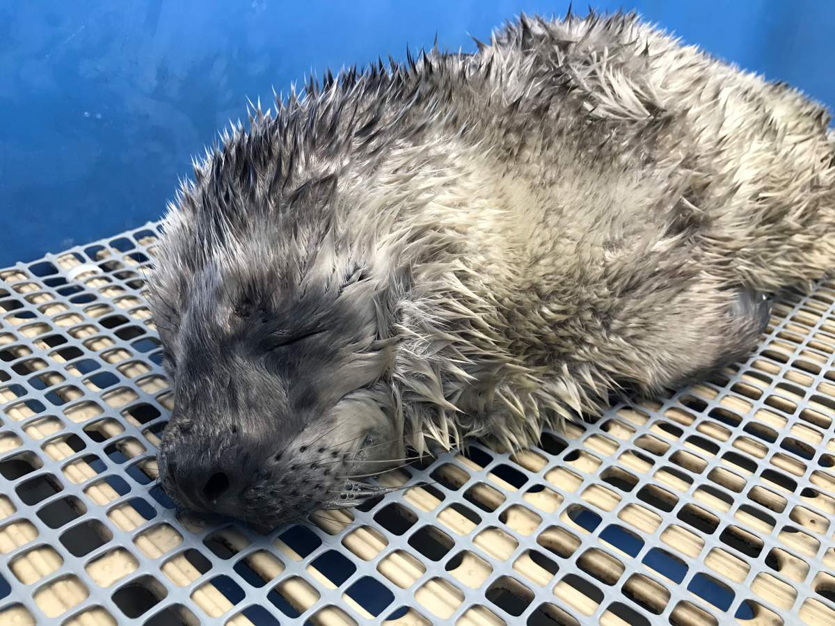 Emerald was born premature and severely underweight, according to the aquarium.
