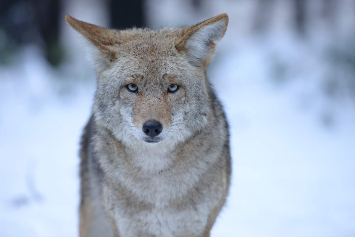 FILE -- A large coyote stares straight into the camera in Yosemite National Park. 