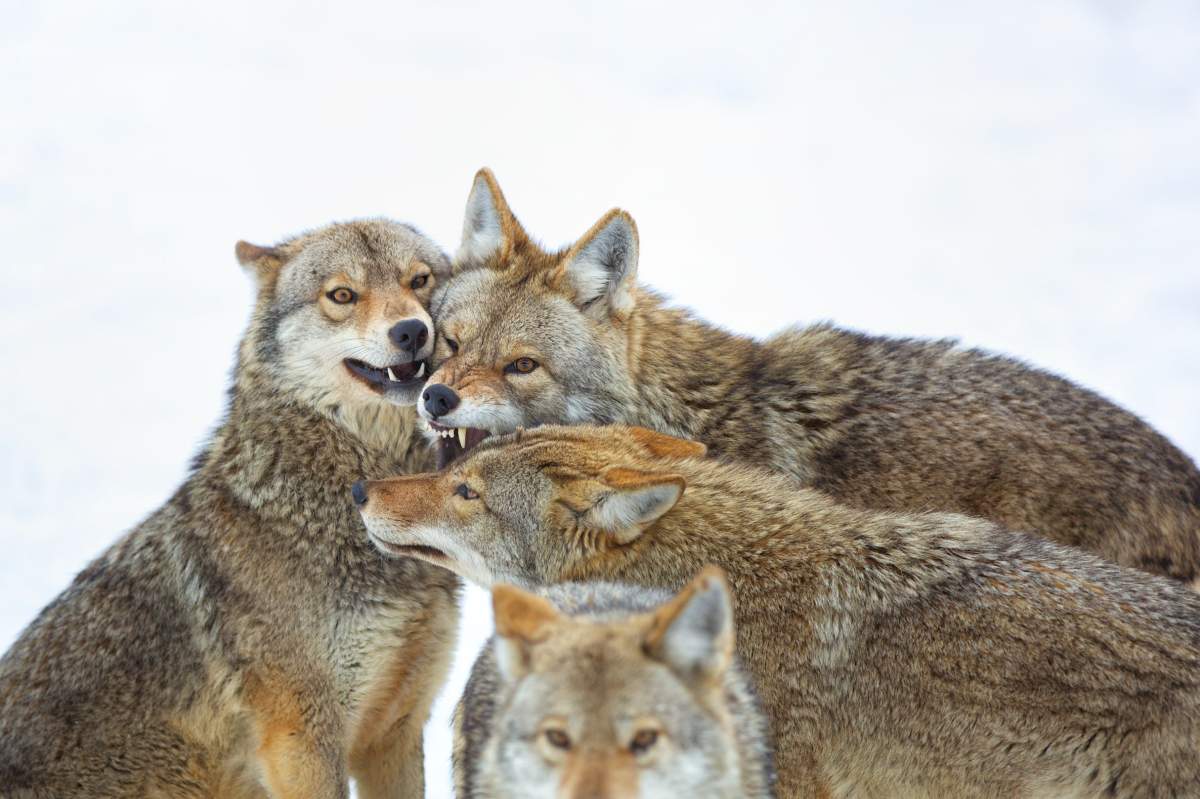 A pack of coyotes.