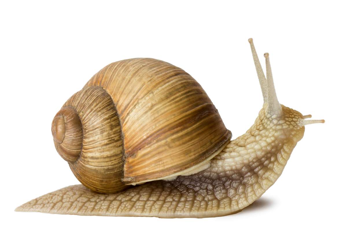 FILE -- A team of scientists from UCLA successfully transferred memories from trained snails to untrained ones. 