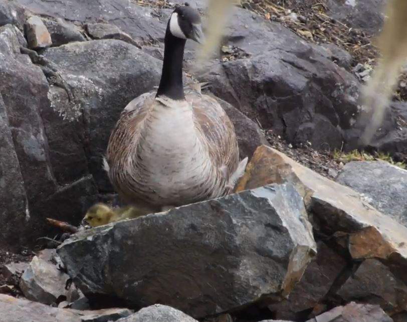 The eggs started to hatch! Credit: Vincenz Eberl – still from YouTube
