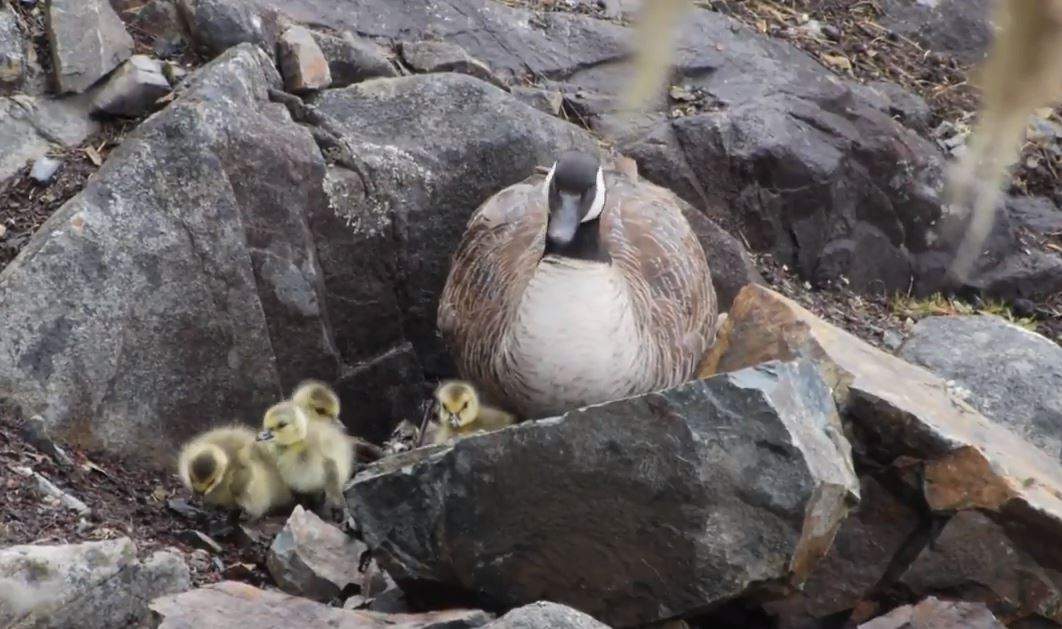 Welcome to the world! The eggs started to hatch! Credit: Vincenz Eberl – still from YouTube