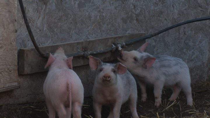 Free-range piglets at Farm One Forty.