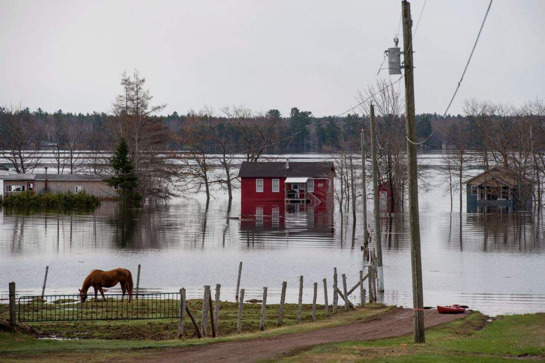 Homes and cottages are surrounded by floodwater as a horse feeds on a farm near Lakeville Corner, N.B. on Wednesday, May 2, 2018. 