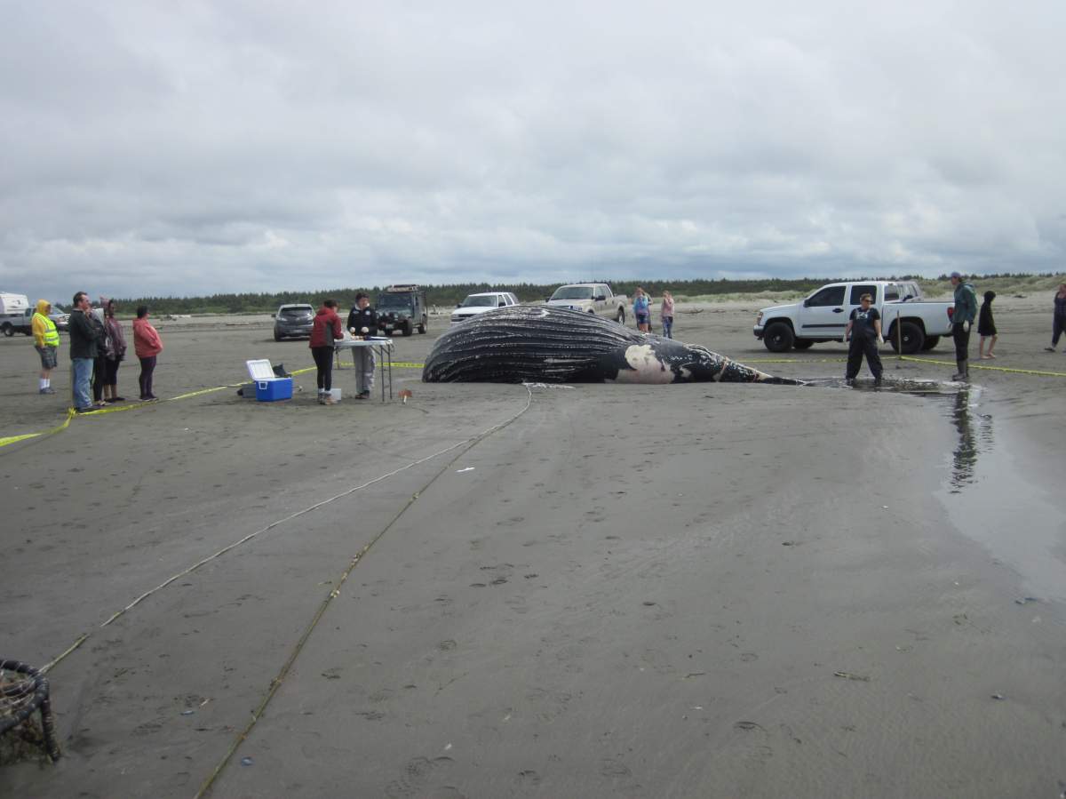 The Cascadia Research Collective says at least five whales have been reported entangled on the West Coast in the last month.