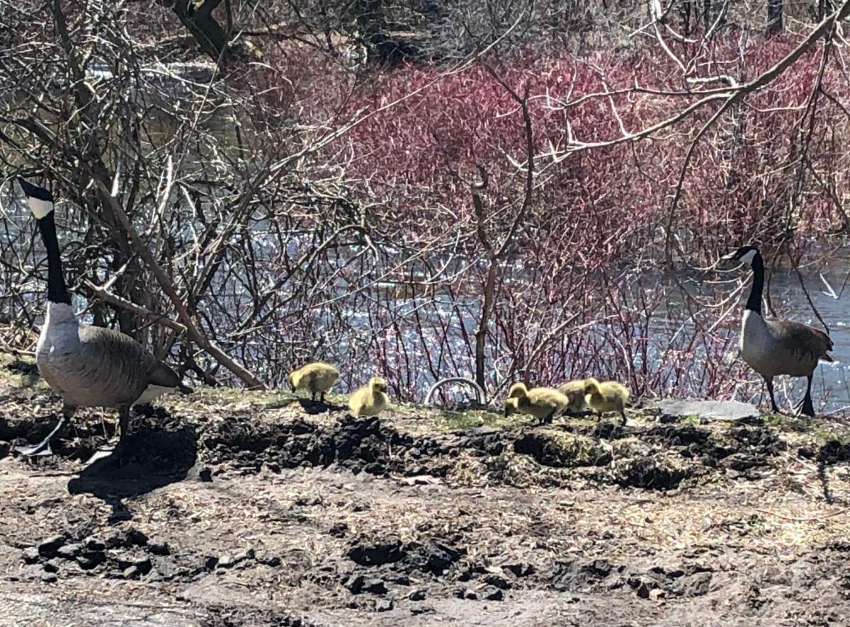 A family of geese have settled on the banks of the Speed River near Speedvale Avenue in Guelph.