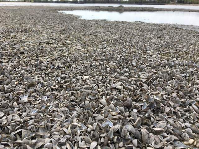 Winnipeg Beach was covered by scores of zebra mussels in this 2018 file photo.